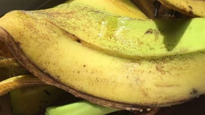 പഴത്തൊലിയുണ്ടെങ്കില് ചെടികള് വളര്ത്താം; കീടങ്ങളെയും അകറ്റാന് വഴിയുണ്ട്