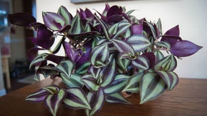 ഇത് അലങ്കാരച്ചെടിയാണ്; പക്ഷേ വളര്ത്തുമ്പോള് ശ്രദ്ധ വേണം