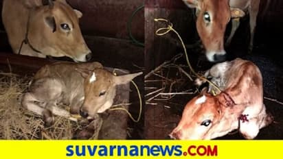 ಮಾನವ ಸಂಕುಲ ಆಯ್ತು : ಈಗ ಜಾನುವಾರುಗಳಿಗೆ ಕಾಡ್ತಿದೆ ಮಹಾಮಾರಿ