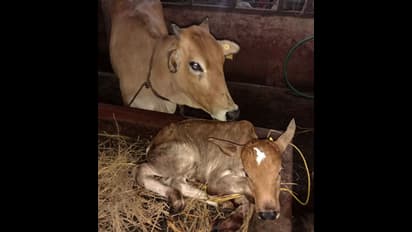 ಅಯೋಧ್ಯೆಯಲ್ಲಿ ಶಿಲಾನ್ಯಾಸ, ಉಡುಪಿ ಕೃಷ್ಣಮಠದಲ್ಲಿ ಶ್ರೀರಾಮನ ಜನನ !