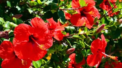 একাধিক শারীরিক জটিলতা থেকে মুক্তি পেতে হাতিয়ার করুন জবা ফুলের চা, জেনে নিন এর উপকারীতা