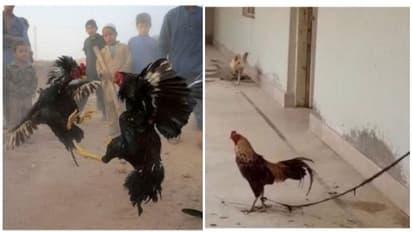 സ്ഥലത്തെ പ്രധാന കോഴികളെ കസ്റ്റഡിയിലെടുത്ത് ആപ്പിലായി പൊലീസ്; തീറ്റിപ്പോറ്റേണ്ടി വന്നത് എട്ടുമാസം