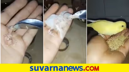 ಮೊಟ್ಟೆ ಒಡೆದು ಗಿಣಿಮರಿಯ ಹೊರತೆಗೆದು ತುತ್ತು ಕೊಟ್ಟು ಸಾಕಿದ..! ವಿಡಿಯೋ ವೈರಲ್