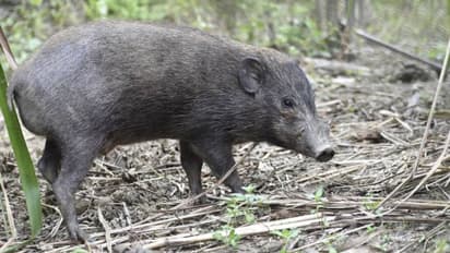 ഈ കുഞ്ഞന്‍ പന്നികളെ ഇന്ത്യയില്‍ നിന്നുതന്നെ തുടച്ചുനീക്കുമോ വൈറസ്? ആശങ്കയില്‍ സംരക്ഷകര്‍...