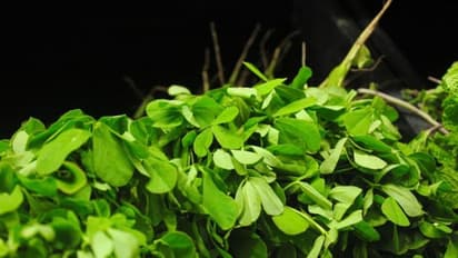 చలికాలంలో మెంతి కూరను తప్పక తినండి.. ఈ అనారోగ్య సమస్యలు తగ్గిపోతాయి..