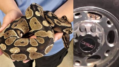 গাড়ির টায়ারে লুকিয়ে অতিকায় পাইথন, সোশ্যাল মিডিয়ায় ভাইরাল ছবি
