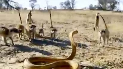 പത്ത് മീര്‍കാറ്റുകളുമായി പോരാടുന്ന മൂര്‍ഖന്‍ പാമ്പ്; വീഡിയോ വൈറല്‍