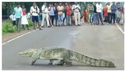 হাইওয়ে দিয়ে দুলকি চালে হেঁটে চলেছে ১০ ফুটের কুমিরবাবাজী, সঙ্গে নো পরোয়া 'অ্যাটিটিউড', নিমেশে ভাইরাল ভিডিও