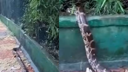 നടപ്പാതയിലൂടെ ഇഴഞ്ഞു നീങ്ങുന്ന കൂറ്റൻ പെരുമ്പാമ്പ്; വീഡിയോ വൈറല്