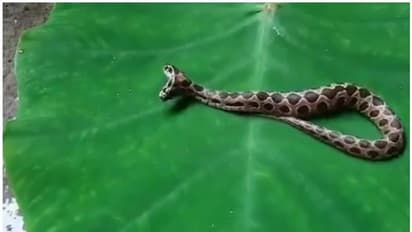 'അപകടകാരി' ; അപൂർവ രണ്ട് തലയുള്ള പാമ്പിനെ കണ്ടെത്തി, അമ്പരന്ന് നാട്ടുകാർ