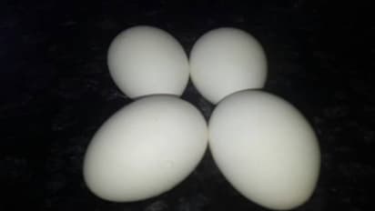 सिर्फ 20 रुपये में बनाएं 4 सौ रूपये किलो वाला पनीर, दूध नहीं, मुर्गी के अंडे से घर पर होगा तैयार