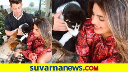 ಪ್ರಿಯಾಂಕ-ನಿಕ್ ಫ್ಯಾಮಿಲಿಗೆ ಹೊಸ ಎಂಟ್ರಿ..! ಪಿಗ್ಗಿ ಫುಲ್ ಖುಷ್