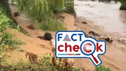 മലവെള്ളപ്പാച്ചിലില് ഒഴുകിപ്പോയി അനവധി പശുക്കള്; വൈറലായ വീഡിയോ രാജമലയിലേതല്ല