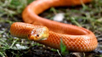 ചുവപ്പും ഓറഞ്ചും കലർന്ന നിറം; വീടിനുള്ളിൽ കണ്ടെത്തിയത് അപൂർവയിനം പാമ്പിനെ !