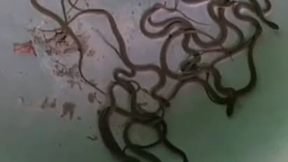 గుడిసెలో తవ్విన కొద్దీ పాము పిల్లలు.. !!