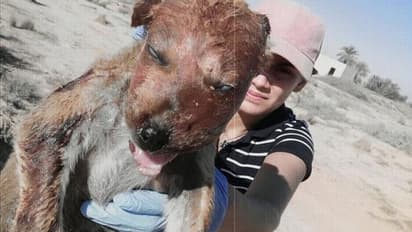 कुत्तों के अनाथालय से आ रही थी तेज बदबू, अंदर का खौफनाक मंजर देख दहल गया लोगों का दिल