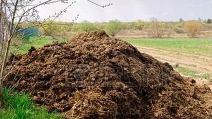 ಭಾರತದಿಂದ ಕುವೈತ್‌ಗೆ 192 ಟನ್‌ ಸಗಣಿ ರಫ್ತು!