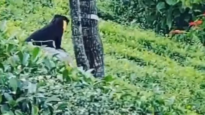 ഇത് കരിമ്പുലിയോ ? വൈറലായി അജ്ഞാത ജീവിയുടെ വീഡിയോ