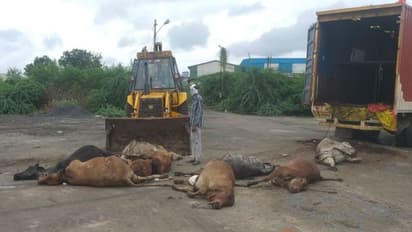 ठूस-ठूसकर एक कंटेनर में भरे थे 63 मवेशी, पुलिस ने खाली कराया तो जमीन पर गिरने मरे हुए गाय-बछड़े