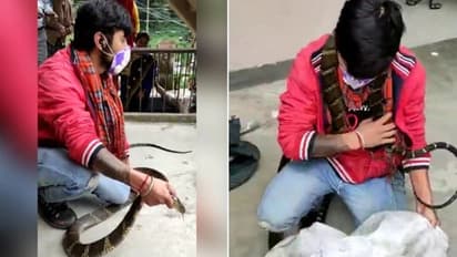 വീടിനുള്ളില്നിന്ന് കണ്ടെത്തിയത് ഭീമന് രാജവെമ്പാലയെ, ഭയന്ന് നാട്ടുകാര്, പിടികൂടി കാട്ടിലേക്ക് തുറന്നുവിട്ടു