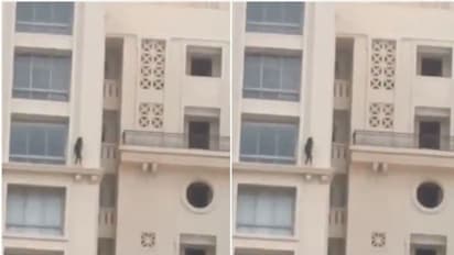 ఎవరి ధైర్యమెంతో తేల్చుకుందామా: 23వ అంతస్తుపై అన్నాచెల్లెళ్ల సవాల్