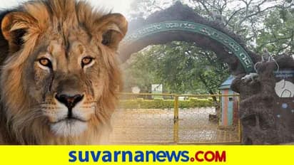 ಬಿಂಕದಕಟ್ಟಿ ಝೂಗೆ ಸಿಂಹಗಳ ಆಗಮನ: ಮೃಗಾಲಯದಲ್ಲೀಗ ಕಾಡಿನ ರಾಜ-ರಾಣಿಯರ ಆಕರ್ಷಣೆ