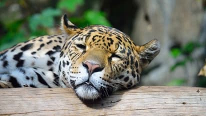 తిరుపతిలో కలకలం: యువకుడిపై చిరుత దాడి