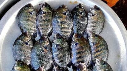 കരിമീന്‍ കുഞ്ഞുങ്ങളെ കടത്തുന്ന സംഘം പിടിയില്‍