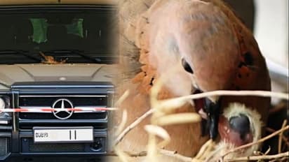 এই হল আসল রাজা, পাখিদের জন্য নিজের দামি এসইউভি চড়া বন্ধ করে দিলেন দুবাই-এর শাহজাদা, দেখুন