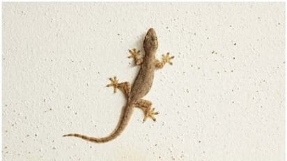 വീട്ടിൽ പല്ലി ശല്യമുണ്ടോ...? എങ്കിൽ ഇതാ അകറ്റാൻ മൂന്ന് വഴികളുണ്ട്