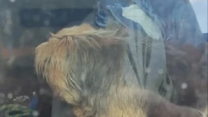 ಕೊಡಲಿಯಿಂದ ಕಾರಿನ ಕನ್ನಡಿ ಒಡೆದು ನಾಯಿ ರಕ್ಷಿಸಿದ..!