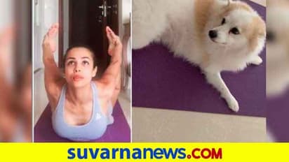 ಮಲೈಕಾ ಯೋಗ ಕಂಡು ಮನೆಯೊಳಗಿನ ಸ್ನೇಹಿತ ದಿಗ್ಭ್ರಾಂತ!