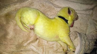 கடவுளின் படைப்பு அரிதானது... பச்சை நிற நாய்குட்டிகளை பார்த்திருக்கீங்களா?