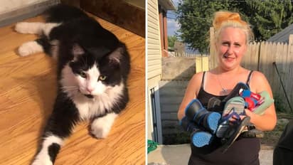 'പൂച്ചക്കള്ളൻ  ജോര്‍ദാൻ' ; ഇവൻ മോഷ്ടിക്കുന്നത്  ഒരു സാധനം മാത്രം,  എന്താണെന്നോ....?