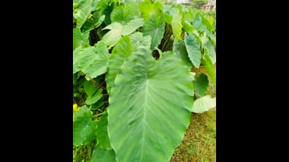 ಈ ಜನುಮವೇ ಆಹಾ ದೊರಕಿತೆ ರುಚಿ ಸವಿಯಲು' ಕಂಗನಾ ಕುಟುಂಬದ ಬಿಸಿಯೂಟ!