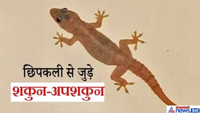 शुभ-अशुभ घटनाओं से बारे में संकेत देती है छिपकली, ये हैं छिपकली से जुड़े 11 शकुन-अपशकुन