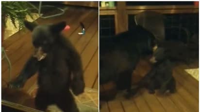 വീടിനുള്ളിൽ കയറാൻ ശ്രമിച്ച കരടിക്കുഞ്ഞിന്റെ ചെവിയ്ക്ക് പിടിച്ച് അമ്മക്കരടി; വെെറലായി വീഡിയോ