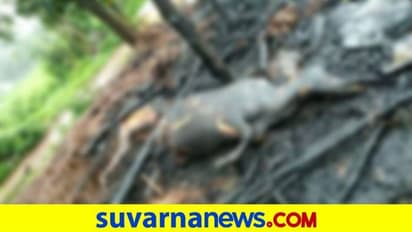 ಬೆಳಗಾವಿ: ದನದ ಕೊಟ್ಟಿಗೆಗೆ ಆಕಸ್ಮಿಕ ಬೆಂಕಿ, ಮೂಕ ಪ್ರಾಣಿಗಳು ಸಜೀವ ದಹನ