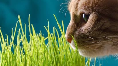 പൂച്ചകള്ക്ക് ഭക്ഷിക്കാന് പൂച്ചപ്പുല്ലും വളര്ത്താം; ദഹനപ്രശ്നം പരിഹരിക്കാം