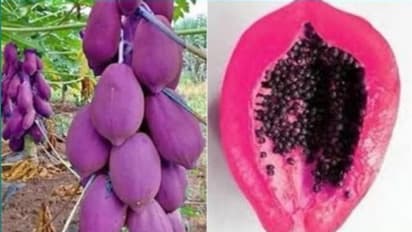 ಹಸಿರು ಪಪ್ಪಾಯ, ದ್ರಾಕ್ಷಿ ಹಣ್ಣಿನ ಲವ್ ಮ್ಯಾರೇಜ್: ಹುಟ್ಟಿದ ಹಣ್ಣು ಹೀಗಿದೆ ನೋಡಿ!