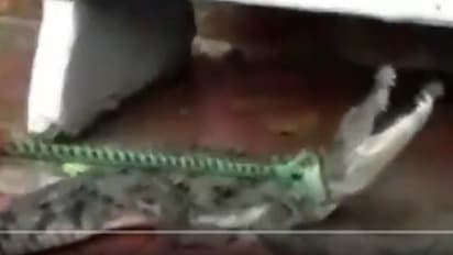 লোকালয়ে চলে আসা কুমীর উদ্ধারে নাকাল উদ্ধারকারীরা, দেখুন সেই ভিডিও