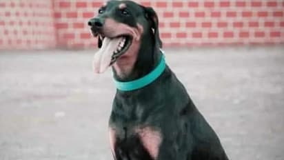 365 കേസുകള്‍ തെളിയിച്ച റോക്കി; ഒടുവില്‍ പൊലീസിന്റെ ആദരവോടെ അന്ത്യയാത്ര