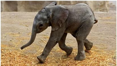 ഈ ആഫ്രിക്കൻ കുട്ടിയാനയ്ക്ക് ഒരു ആപ്പിന്റെ പേരാണ് നൽകിയിരിക്കുന്നത്...!