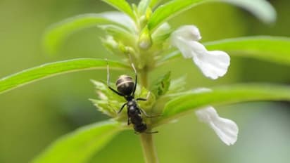 തുമ്പപ്പൊടിക്ക് 100 ഗ്രാമിന് 190 രൂപ വരെ; പൂക്കളത്തില് പ്രധാനിക്ക് ഓണ്ലൈന് വഴിയും വിപണനം