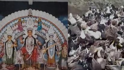 মনসা পুজোয় লক্ষ্মীলাভ, কোটি টাকায় হাঁস বিক্রি পুরুলিয়ায়