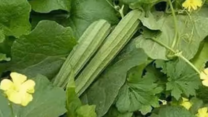 കുറഞ്ഞ ചെലവില് വളര്ത്താം പീച്ചിങ്ങ; കൂടുതല് വിളവും നേടാം