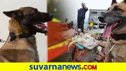 ವೃದ್ಧ ಯಜಮಾನನ ಜೀವ ಉಳಿಸಿದ ನಾಯಿ