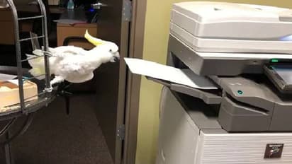 ഓഫീസ് അസിസ്റ്റന്റിന്റെ പണിയെടുക്കുന്ന തത്ത; വൈറലായി വീഡിയോ