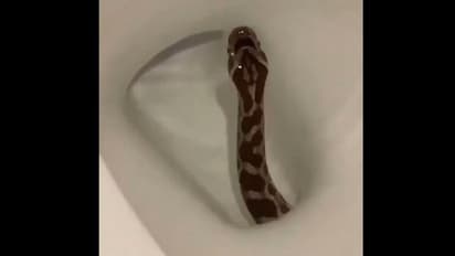 কমোডের মধ্যে উঁকি মারছে একটি সাপ, সেই ভাইরাল ভিডিওতেই মগ্ম নেটদুনিয়া