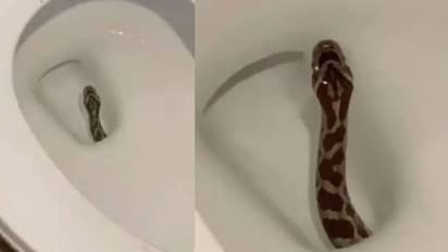 ടോയ്ലറ്റിനുള്ളിൽ ഒട്ടും പ്രതീക്ഷിക്കാത്ത 'അതിഥി'; അമ്പരപ്പിക്കുന്ന വീഡിയോ വൈറല്